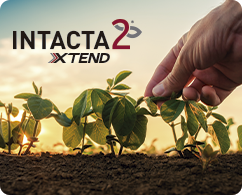 intacta