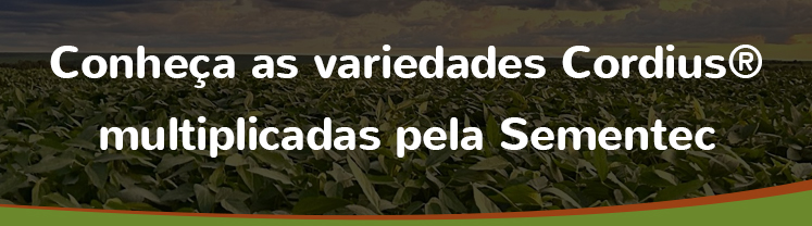 Conheça-as-variedades-Cordius®-multiplicadas-pela-Sementec