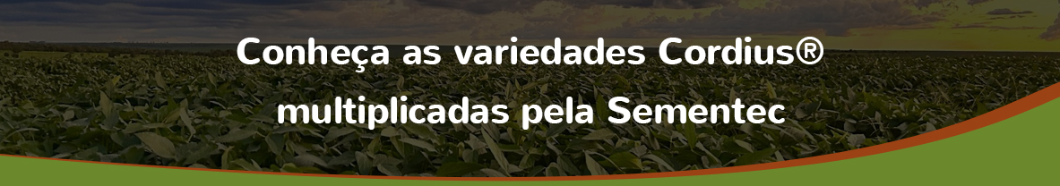 Conheça-as-variedades-Cordius®-multiplicadas-pela-Sementec