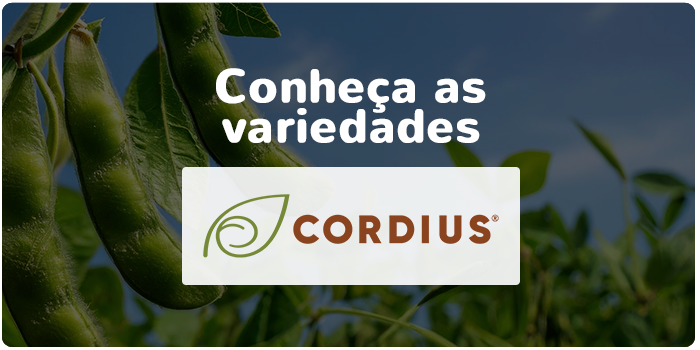 conheça as variedades cordius