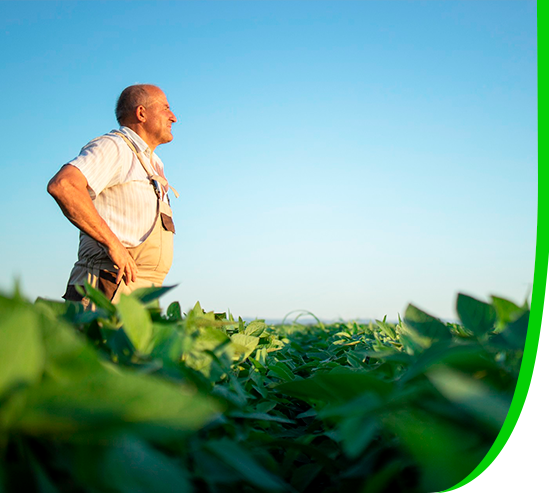A Qualidade Da Semente Começa No Campo