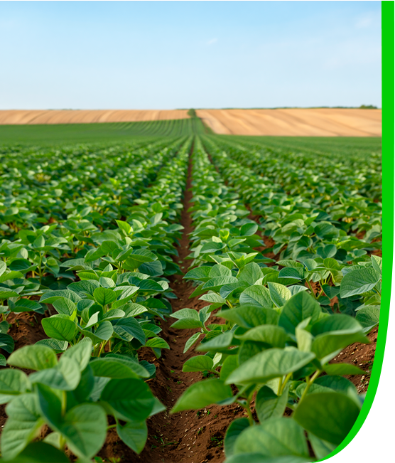 São Desidério: Berço das Melhores Sementes do Brasil